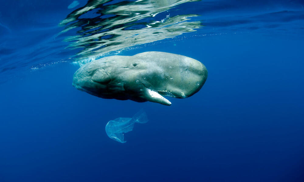 Whales and the plastics problem